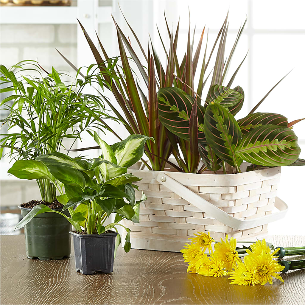 Florist Designed Blooming and Green Plants in a Basket – Dutch Floral, Edina MO