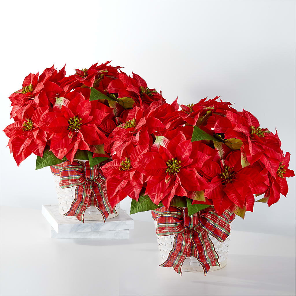 Happiest Holidays Poinsettia Bundle – Dutch Floral, Edina MO