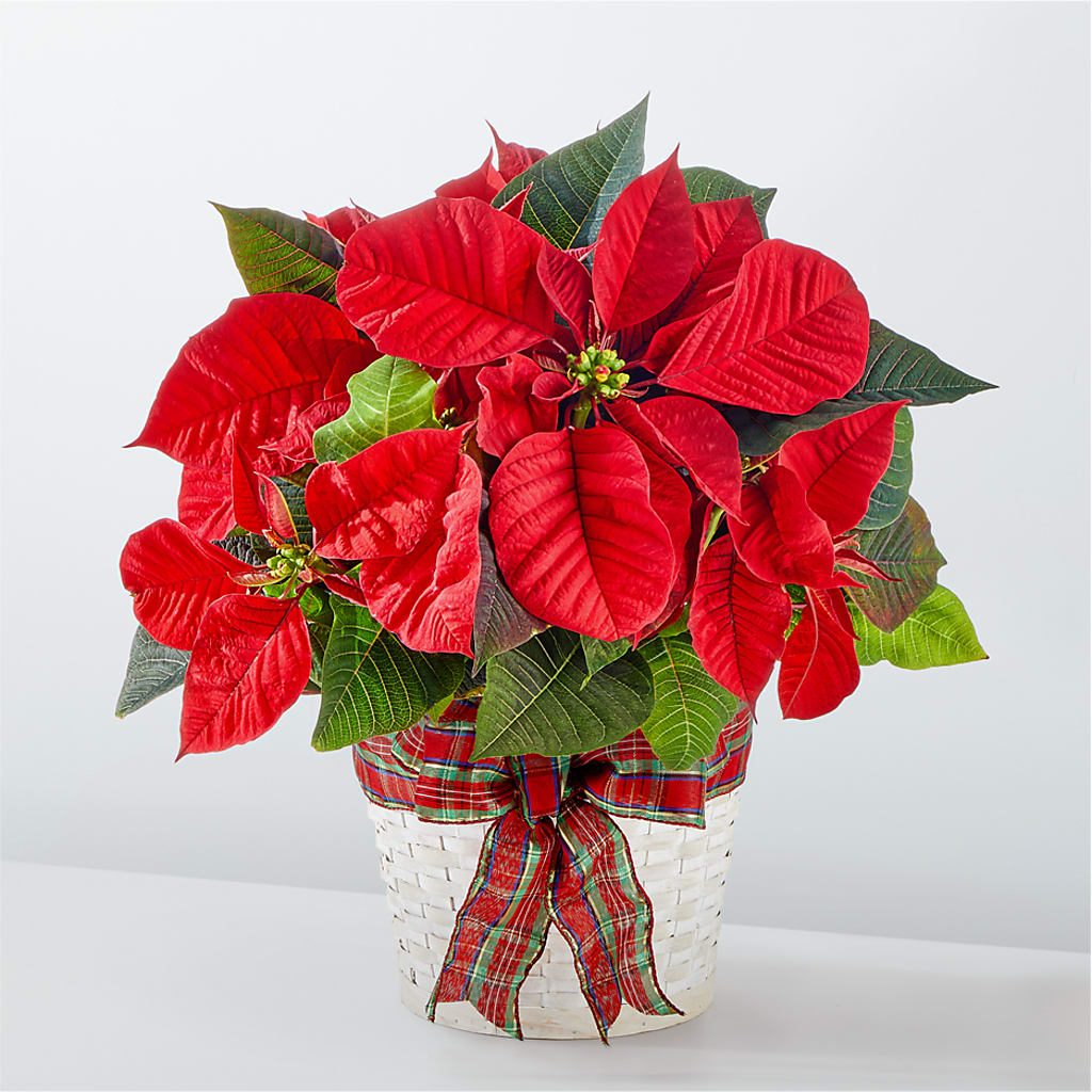 Happiest Holidays Poinsettia – Dutch Floral, Edina MO