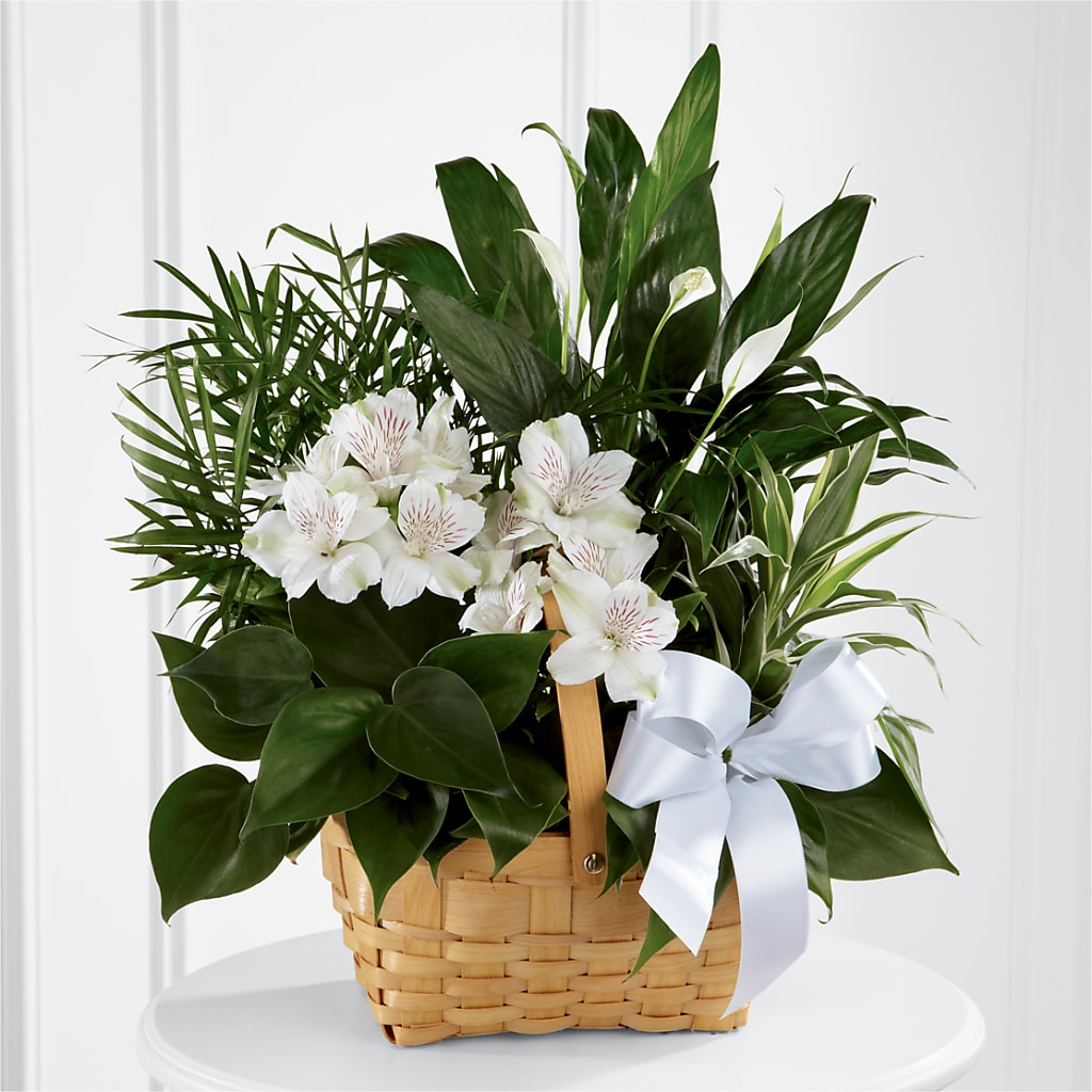 Peace & Serenity Dishgarden – Dutch Floral, Edina MO