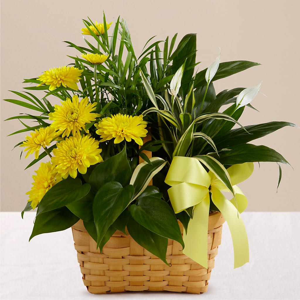Loving Light Dishgarden – Dutch Floral, Edina MO