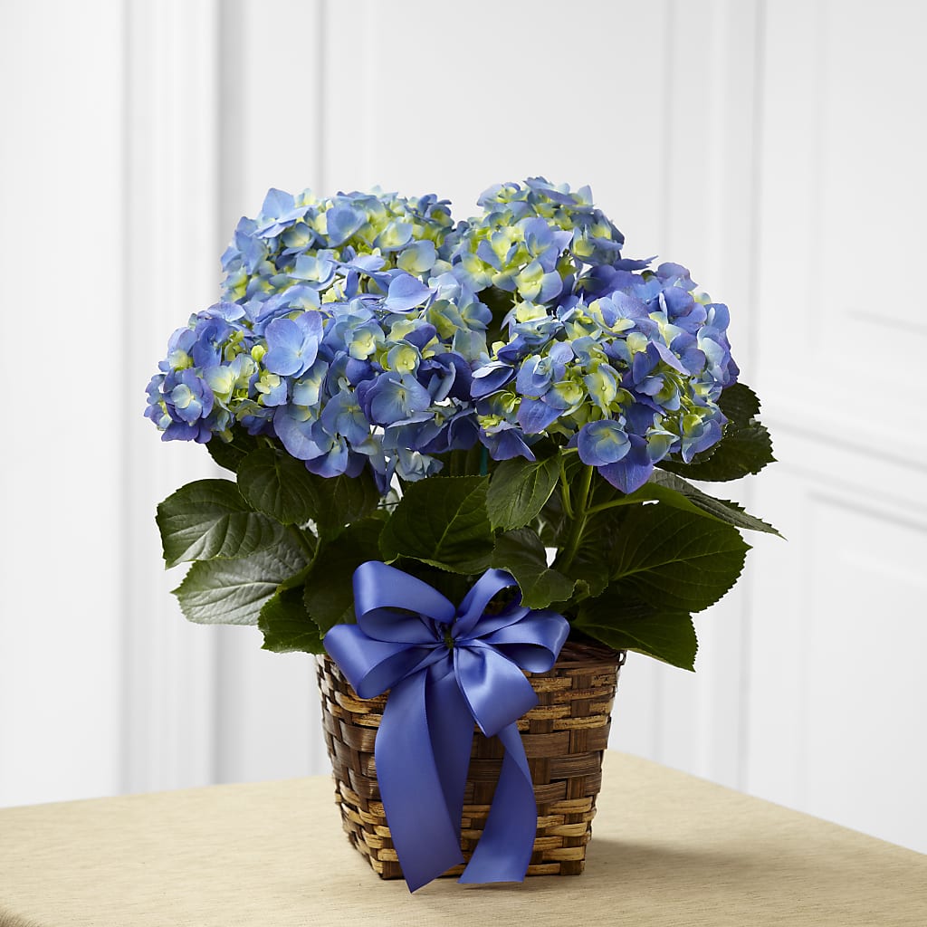 Blue Hydrangea Planter – Dutch Floral, Edina MO
