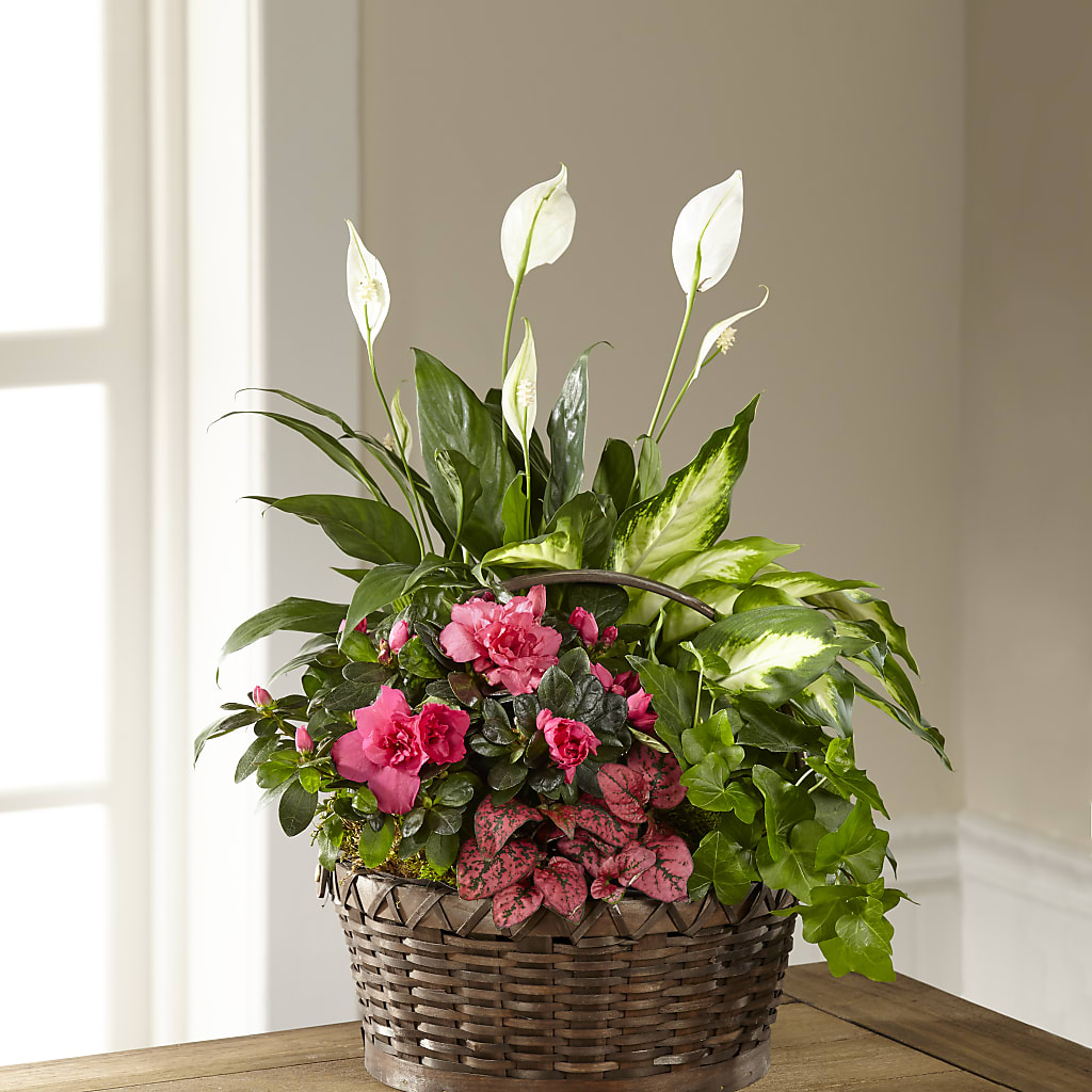 Dream in Pink Dishgarden – Dutch Floral, Edina MO