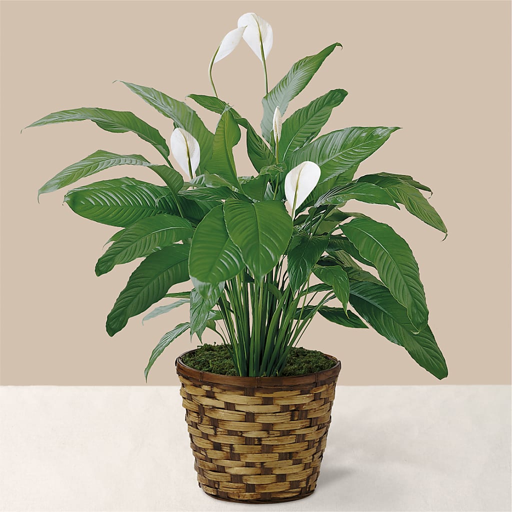 Tranquil Moments Peace Lily Plant – Dutch Floral, Edina MO