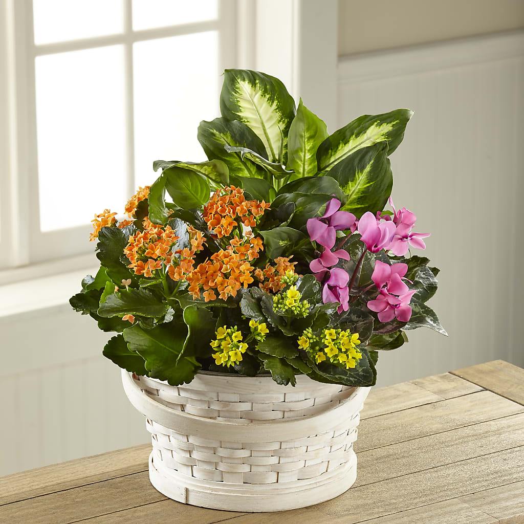 Color Crush Dishgarden – Dutch Floral, Edina MO