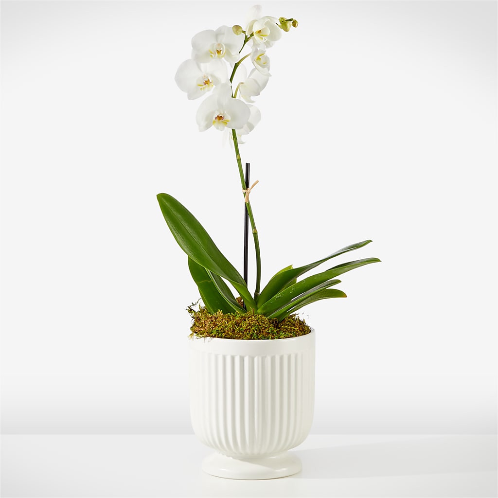 Whispering White Orchid – Dutch Floral, Edina MO