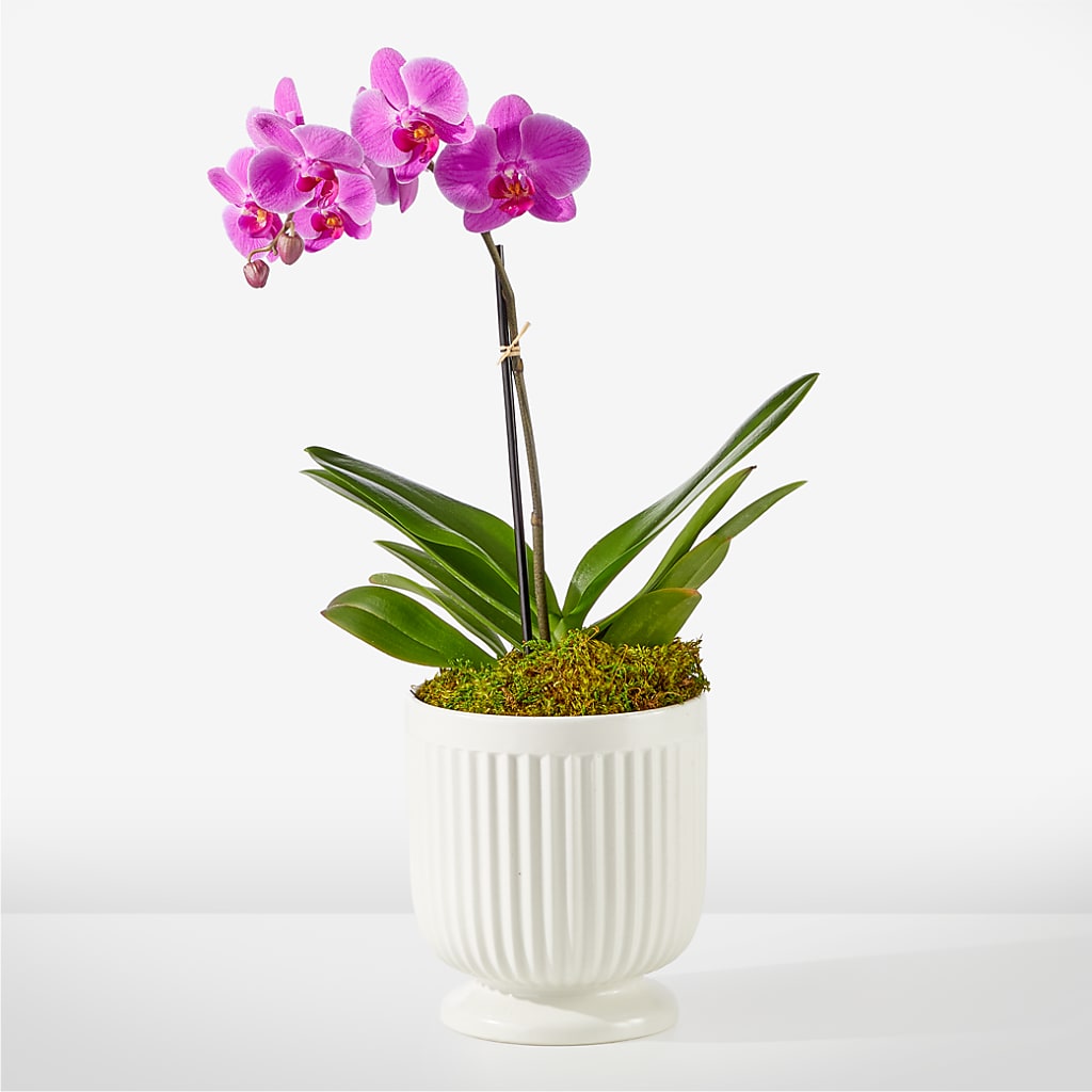 Friendly Fuchsia Orchid – Dutch Floral, Edina MO