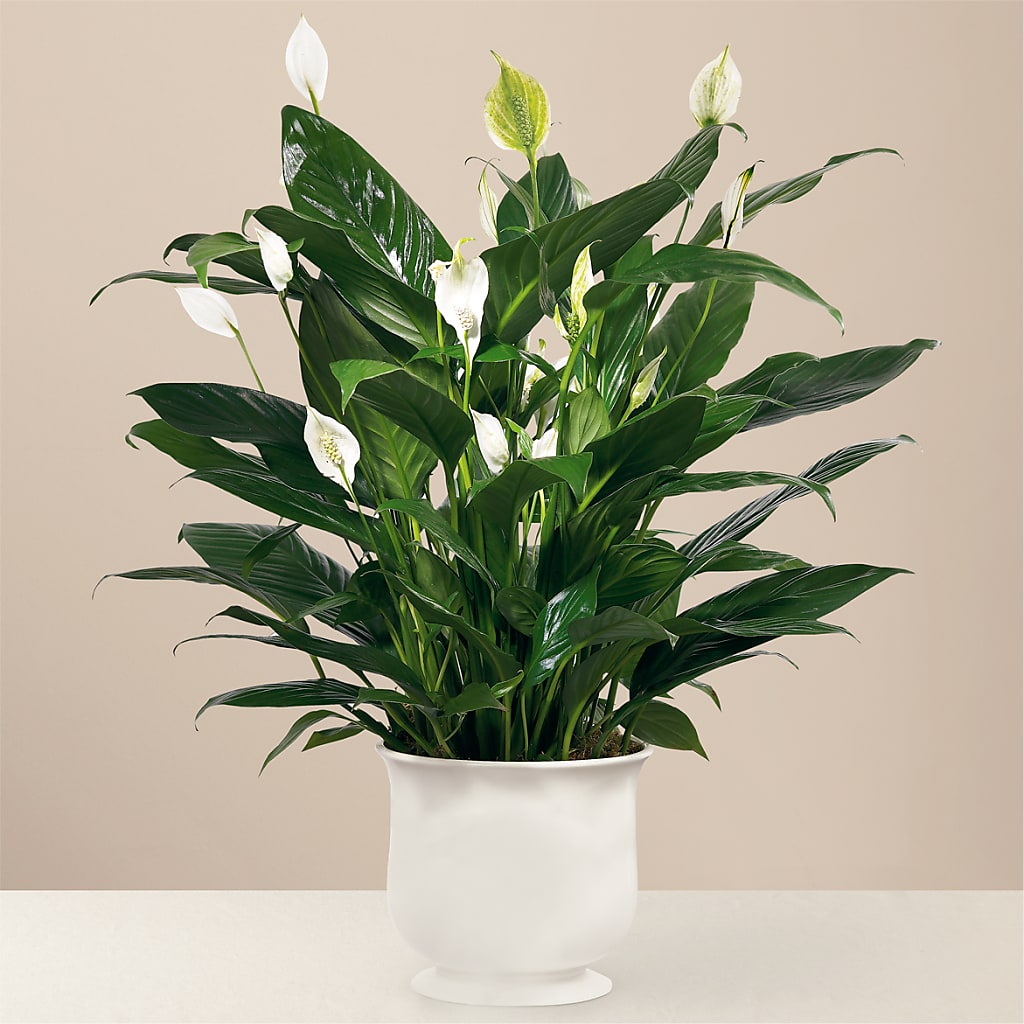 Comfort Planter – Dutch Floral, Edina MO