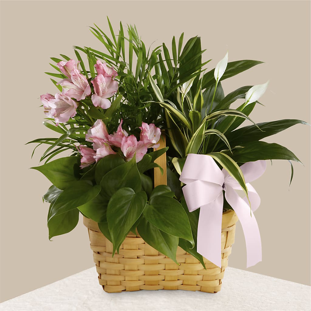 Living Spirit Dishgarden – Dutch Floral, Edina MO