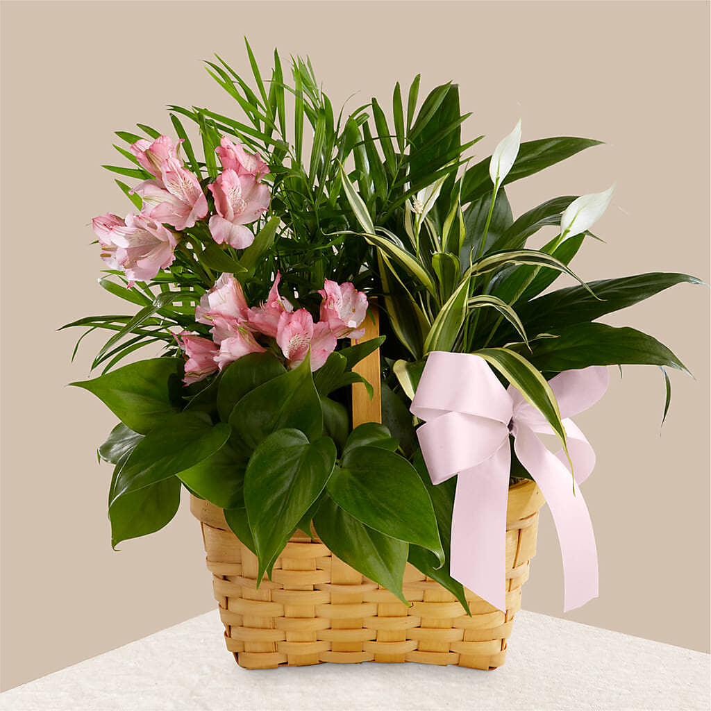 Living Spirit Dishgarden – Dutch Floral, Edina MO