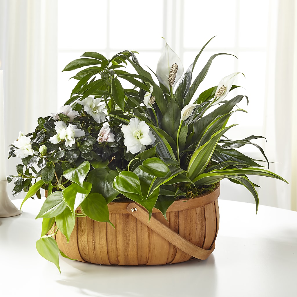 Serene Dishgarden – Dutch Floral, Edina MO
