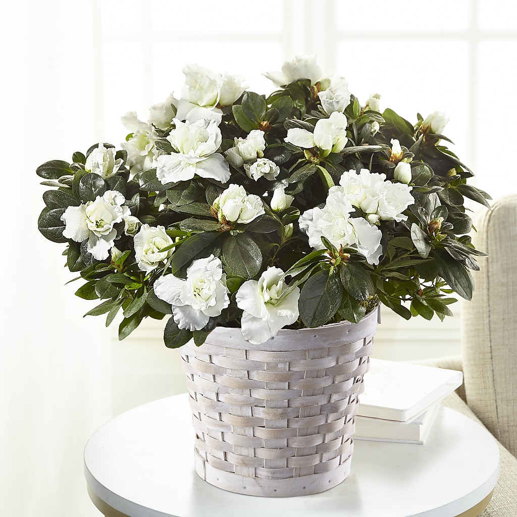 White Azalea Plant – Dutch Floral, Edina MO