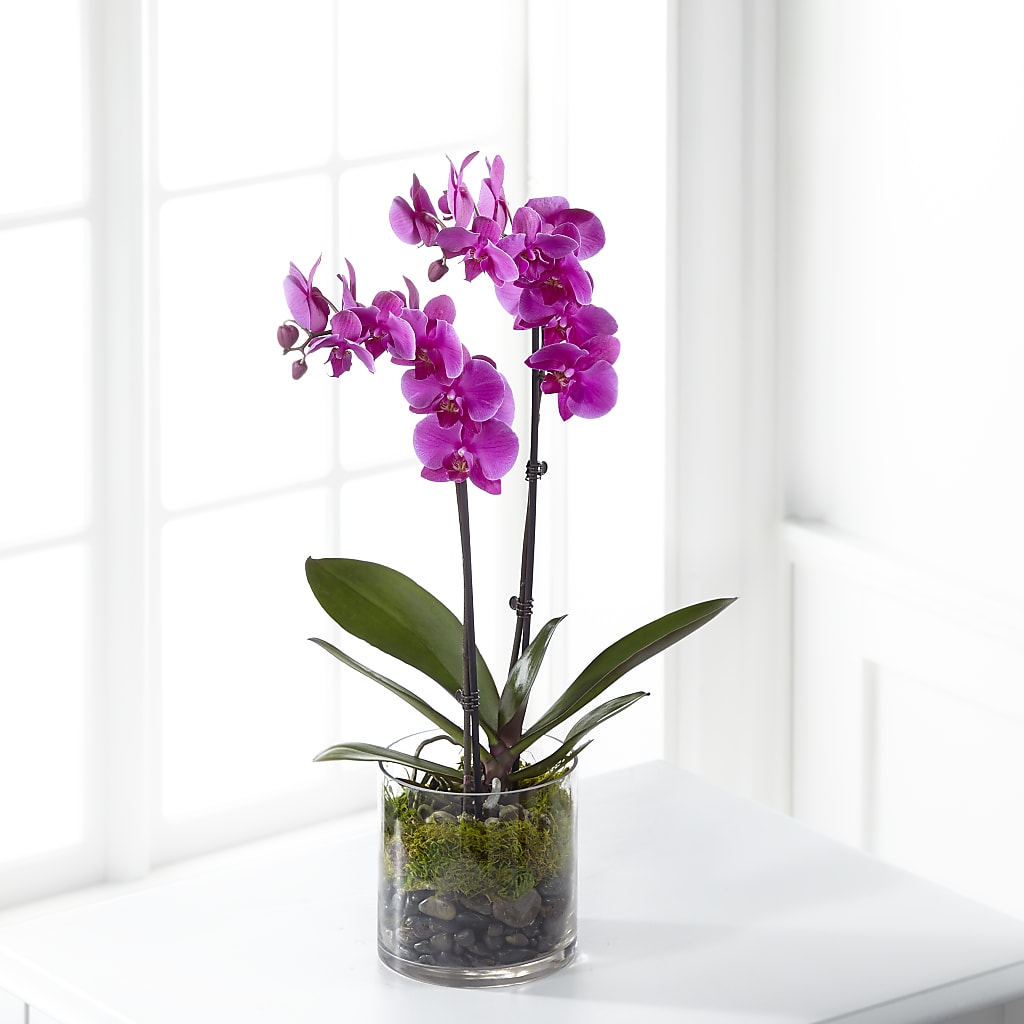 Pink Orchid Plant – Dutch Floral, Edina MO