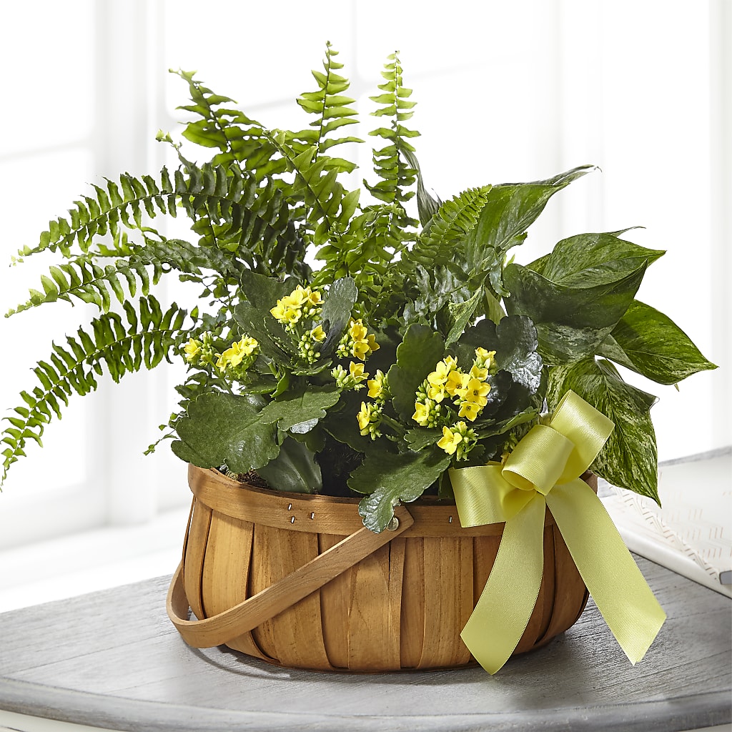 Always Dear Dishgarden – Dutch Floral, Edina MO