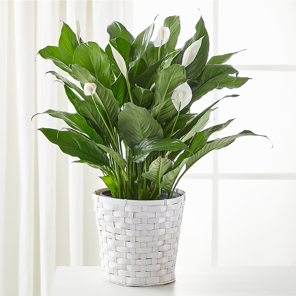 A New Leaf Peace Lily – Dutch Floral, Edina MO
