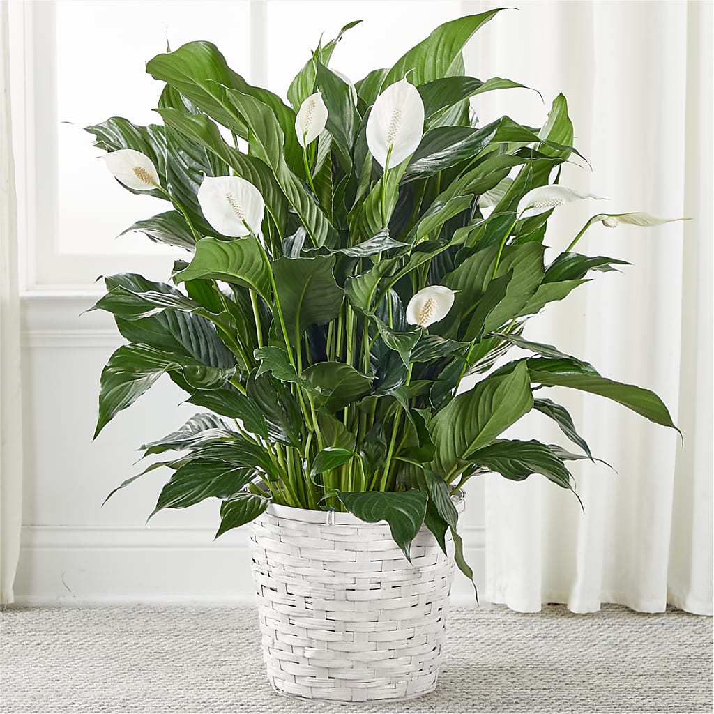 A New Leaf Peace Lily – Dutch Floral, Edina MO