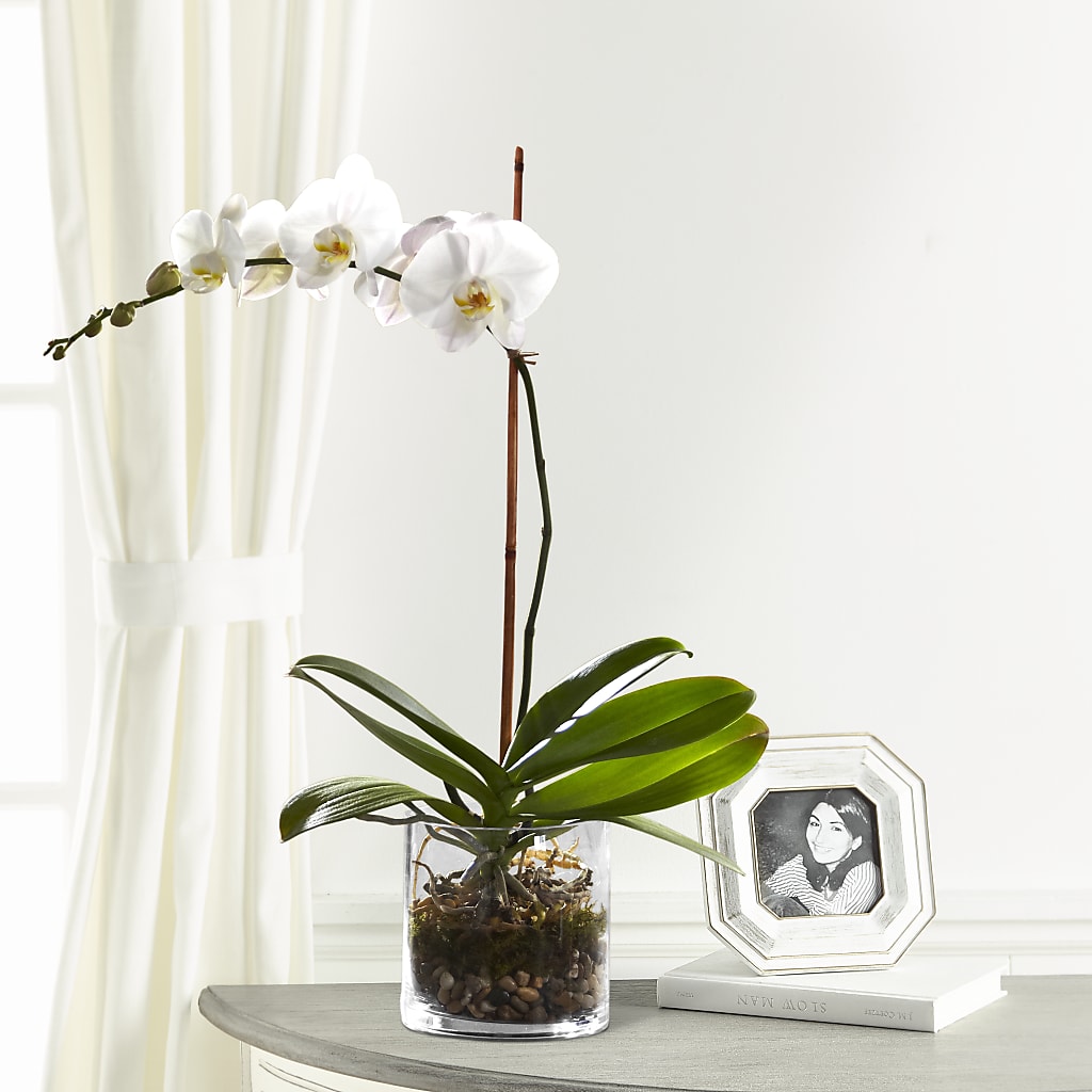 White Orchid Planter – Dutch Floral, Edina MO
