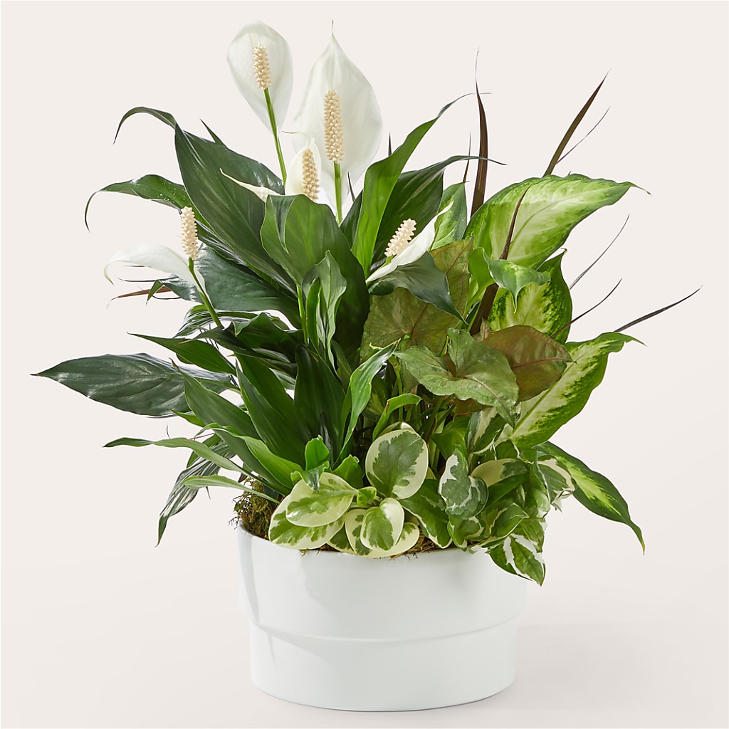 Radiating Positivity Dishgarden – Dutch Floral, Edina MO