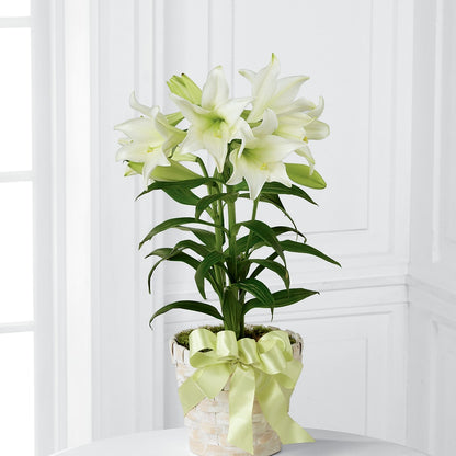 Easter Lily Plant –  Dutch Floral, Edina MO