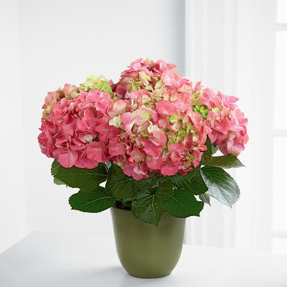 Pink Hydrangea Planter –  Dutch Floral, Edina MO