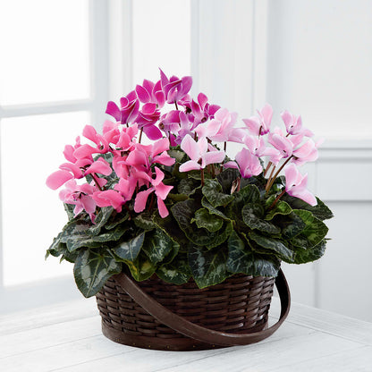 Mixed Cyclamen Planter –  Dutch Floral, Edina MO