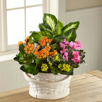 Color Crush Dishgarden –  Dutch Floral, Edina MO