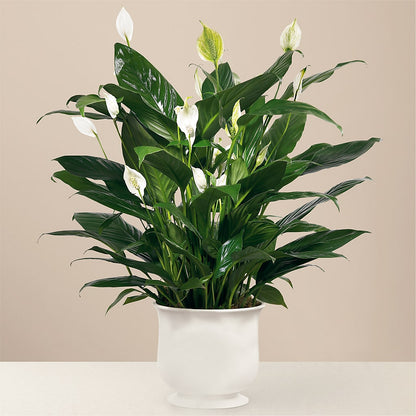 Comfort Planter –  Dutch Floral, Edina MO