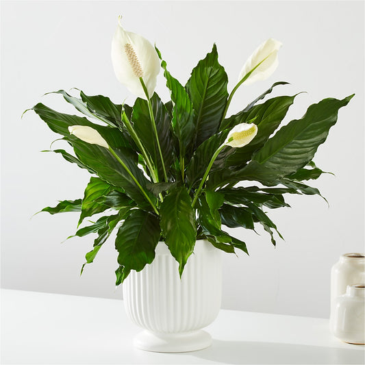 Comfort Planter –  Dutch Floral, Edina MO