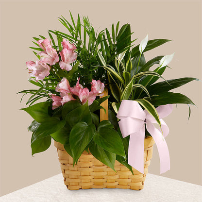Living Spirit Dishgarden –  Dutch Floral, Edina MO