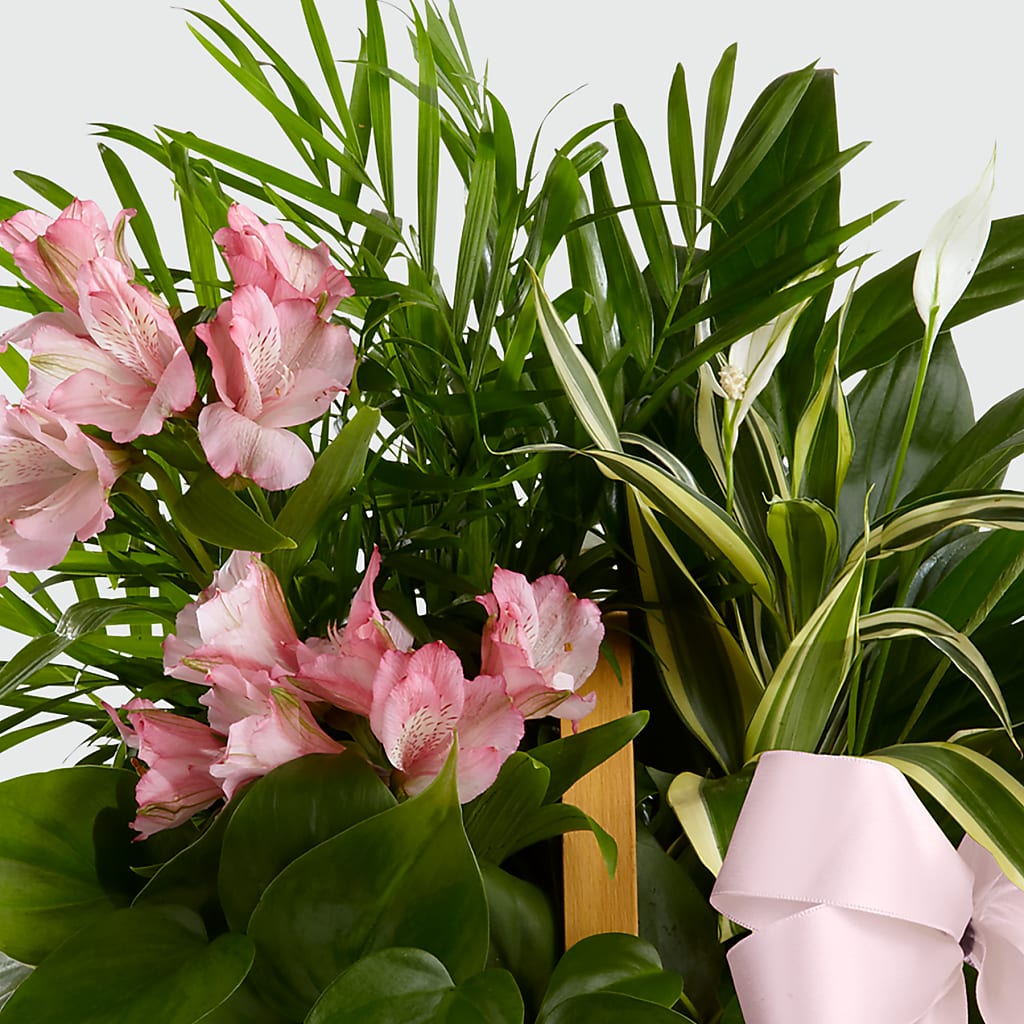 Living Spirit Dishgarden –  Dutch Floral, Edina MO