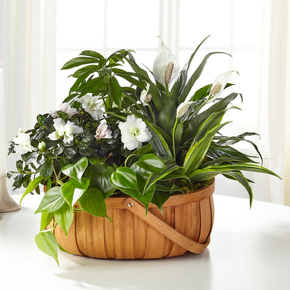 Serene Dishgarden –  Dutch Floral, Edina MO