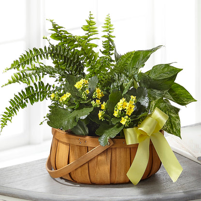 Always Dear Dishgarden –  Dutch Floral, Edina MO