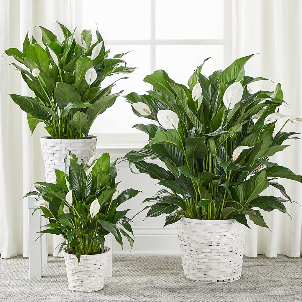 A New Leaf Peace Lily –  Dutch Floral, Edina MO