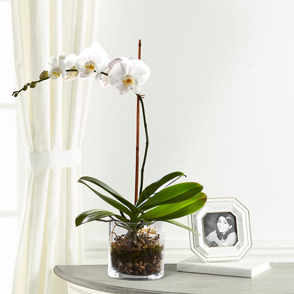White Orchid Planter –  Dutch Floral, Edina MO
