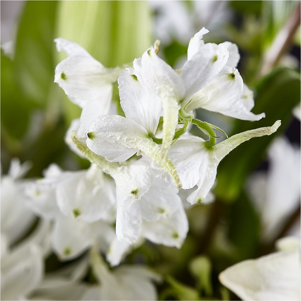 Classic Ivory – A Florist Original –  Dutch Floral, Edina MO